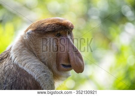 Wild Proboscis Monkey Or Nasalis Larvatus, In Rainforest Of Borneo, Malaysia