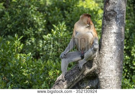 Wild Proboscis Monkey Or Nasalis Larvatus, In Rainforest Of Borneo, Malaysia