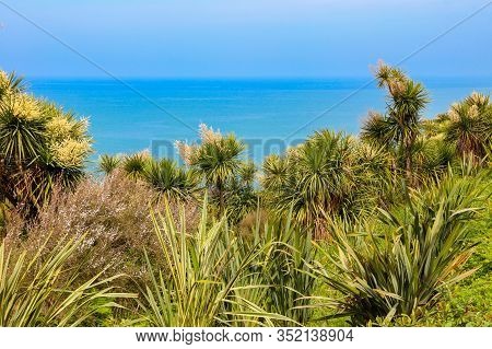 Blooming Cordyline Australis Trees (cabbage Tree, Cabbage-palm) On A Background Of The Black Sea In 