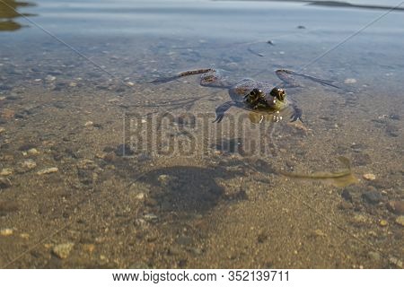 View Of Sproat Lake Provincial Park During The Summer Season, Frog In The Lake, Vancouver Island, Bc