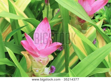 Siam Tulip
