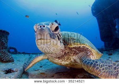 Turtle On The Yo-257