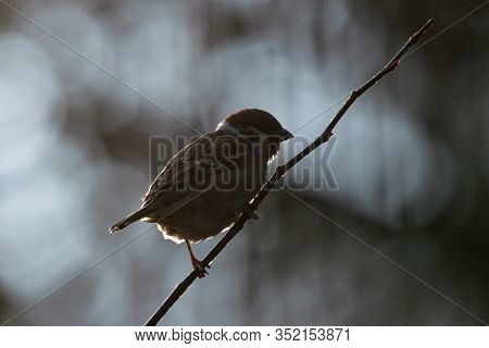 Eurasian Tree Sparrow Sitting On Branch Of Bush In Counterlight. Cute Common Park Brown Songbird In 