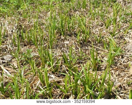In The Field, Young Green Shoots Make Their Way Through Last Year’s Grass