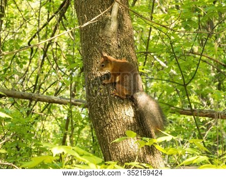 Red Squirrel On A Tree Trunk In Spring Forest
