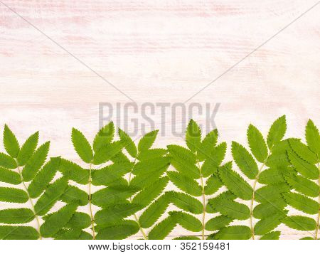 Green Rowan Leaves Horizontal On A White Brown Wooden Background With Copy Space