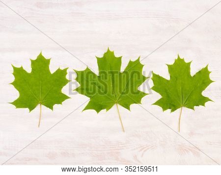 Three Green Maple Leaves On A White Brown Wooden Background