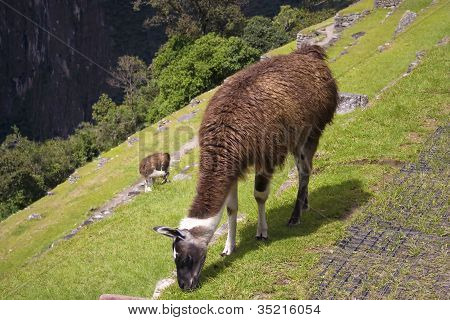 Lamas