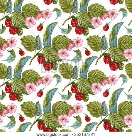 Watercolor Raspberry Seamless Pattern On White. Raspberry Berries And Flowers Pattern. Seamless Patt