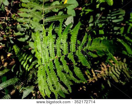 Dryopteris Filix-mas, The Male Fern, Is A Common Fern Of The Temperate Northern Hemisphere, Native T