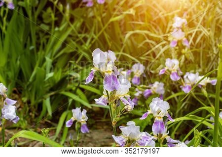 Bright Purple, White, Blue And Violet Blooming Iris Xiphium (bulbous Iris, Sibirica) On Green Leaves
