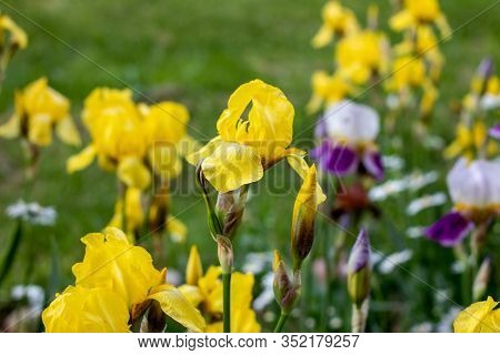 Light Yellow Blooming Irises Xiphium (bulbous Iris, Sibirica) On Green Leaves Ang Grass Background I