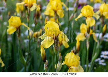 Light Yellow Blooming Irises Xiphium (bulbous Iris, Sibirica) On Green Leaves Ang Grass Background I