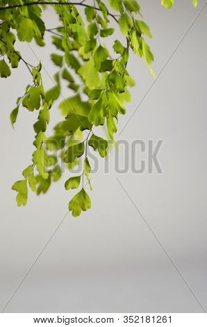 A Plant With Green, Small Leaves On A White Background. Branched Flower With Thin Twigs. Hanging Thi