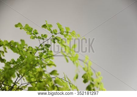 Branchy Green Plant On A White Background. Home Flower With Small Green Leaves. Hanging Thin Twigs, 