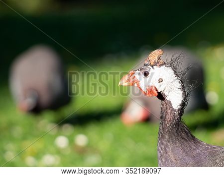 Helmeted Guineafowl (numida Meleagris) Bird Feeding On Green Grass In Park, Portrait