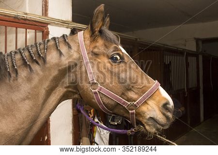A Horse With A Braided Mane Is Tied At Intersections