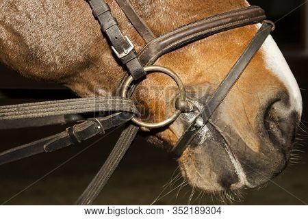 Snaffle Bridle Rein On The Horse Head