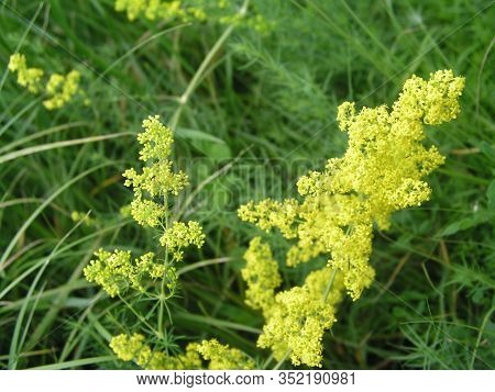 Galium Verum, Ladys Bedstraw Or Yellow Bedstraw Low Scrambling Plant, Leaves Broad, Shiny Dark Green