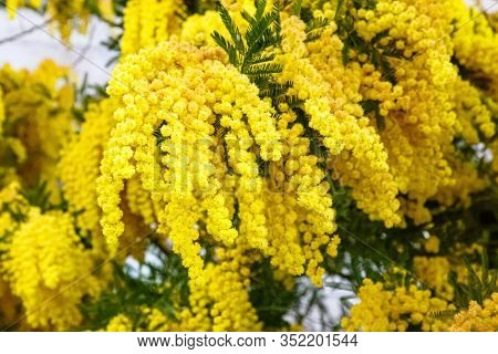 Large Mimosa Flowers Grow On A Bush