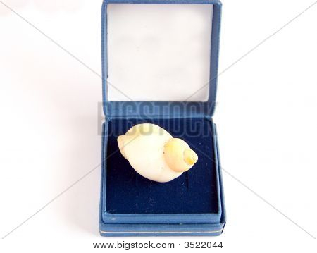 Shell