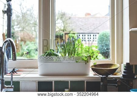 Window Box With Herb Garden And Spring Bulbs Growing In A Home Kitchen Interior