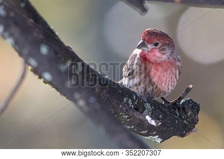 House Finch Perched Delicatly On A Slender Branch