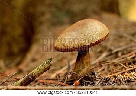 Boletus Badius Mushroom Also Known As Xerocomus Badius