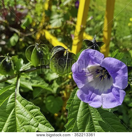 Nicandra Physalodes Known As Apple-of-peru And Shoo-fly Plant