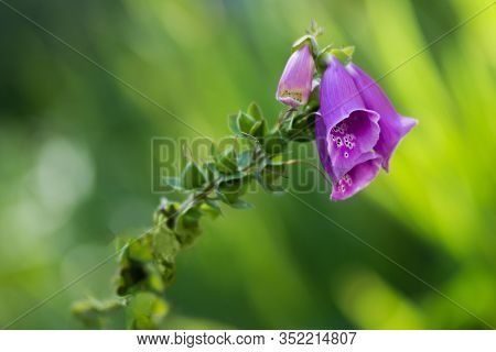 Purple Foxglove Flower In The Summer Garden, Isolated Over A Green Blurred Background. Flower Is Ill
