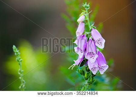 Gardening Concept. Group Of Purple Foxglove Flowers Digitalis Purpurea L. In The Garden Over A Blurr