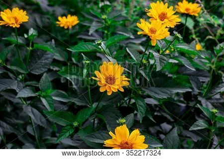 Heliopsis (false Sunflower) Flower Blossom With Green Leaves In The Garden In Spring And Summer Seas
