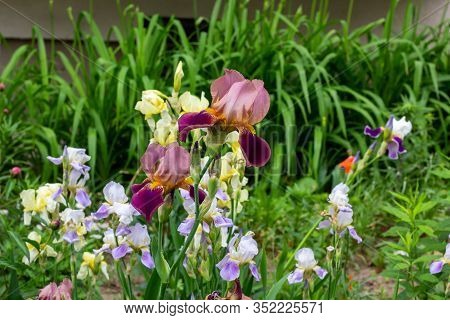 Bright Purple, White, Blue And Violet Blooming Iris Xiphium (bulbous Iris, Sibirica) On Green Leaves