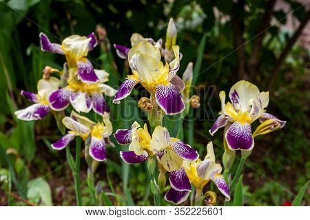 Bright Purple, White, Blue And Violet Blooming Iris Xiphium (bulbous Iris, Sibirica) On Green Leaves