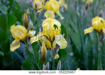 Light Yellow Blooming Irises Xiphium (bulbous Iris, Sibirica) On Green Leaves Ang Grass Background I
