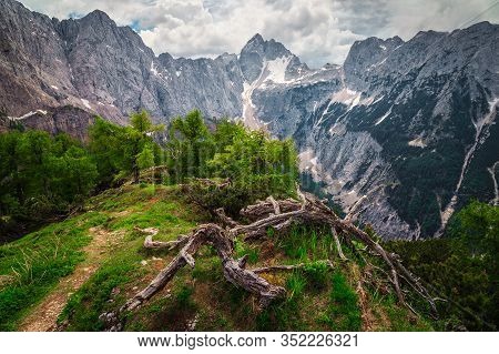 Spectacular Summer Mountain Landscape With Green Plants, Pine Trees And Hiking Trail, Kranjska Gora,