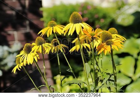 Rudbeckia Laciniata, Commonly Called Cutleaf Coneflower, Is A Species Of Flowering Plant In The Aste
