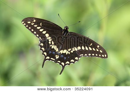 Farfalla Papilio polyxenes