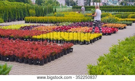 Department Of Plants In Pots: Berberys, Coneflowers, Heucherellas And Thuja Plants. Garden Shop.