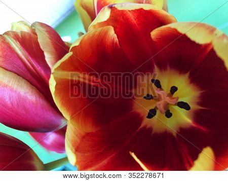 Tulips Bloomed. Red Tulips Close-up. Red Flower