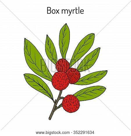 Box Myrtle, Bayberry, Or Kaphal Myrica Esculenta , Medicinal Plant. Hand Drawn Botanical Vector Illu