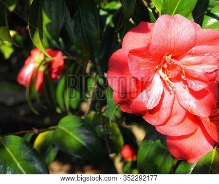 Incredible Beautiful Red Camellia - Camellia Japonica, Known As Common Camellia Or Japanese Camellia