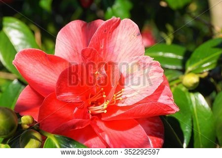 Incredible Beautiful Red Camellia - Camellia Japonica, Known As Common Camellia Or Japanese Camellia