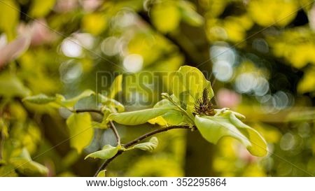 Young Spring Bruneck Begins To Grow On A Branch With Green Leaves, Closeup