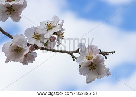 Sprig With Blooming White-pink Flowers Of Almond Tree Close-up On A Background Of Blue Sky With Clou