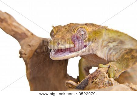 Crested gecko