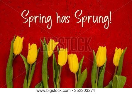 Yellow Tulip Flowers, Red Background, Text Spring Has Sprung