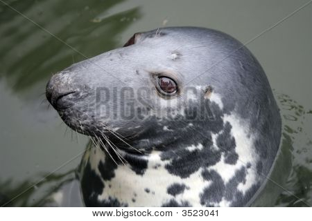 Sea Lion hovedet