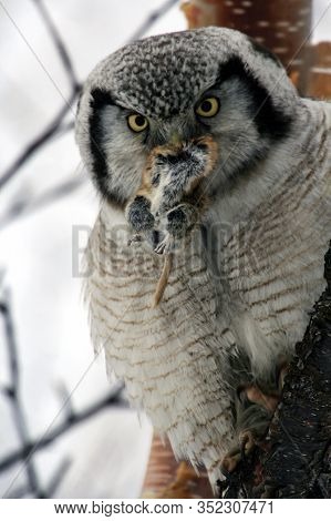An Owl Holds A Victim In Its Beak. A Hawk Owl With A Lemming In Its Beak. The Predator Caught The Pr