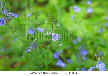 Myosotis Close Up On Blurry Green Background. Flowering Plants In A Spring Wild Meadow. Forget-me-no